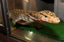 セレベンシスモニター セレベンシスモニター