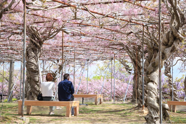 【広島/世羅】ふじが見ごろを迎えています ふじとルピナスまつり《せらふじ園》