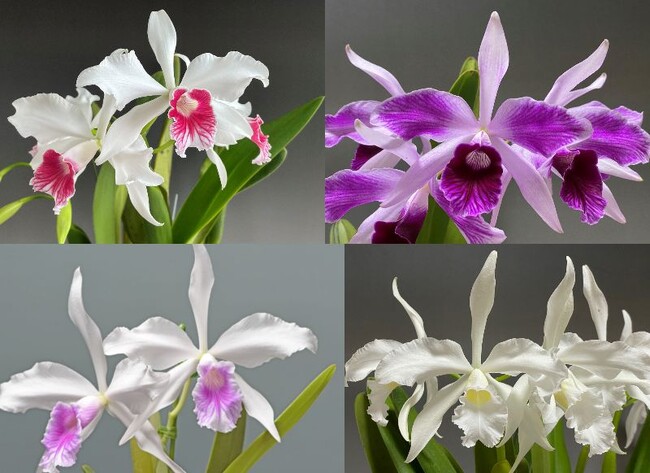 第64回蘭友会らん展 in サンシャインシティ ～万緑を彩るらん～＊6月5日(木)～6月8日(日)　入場無料＊