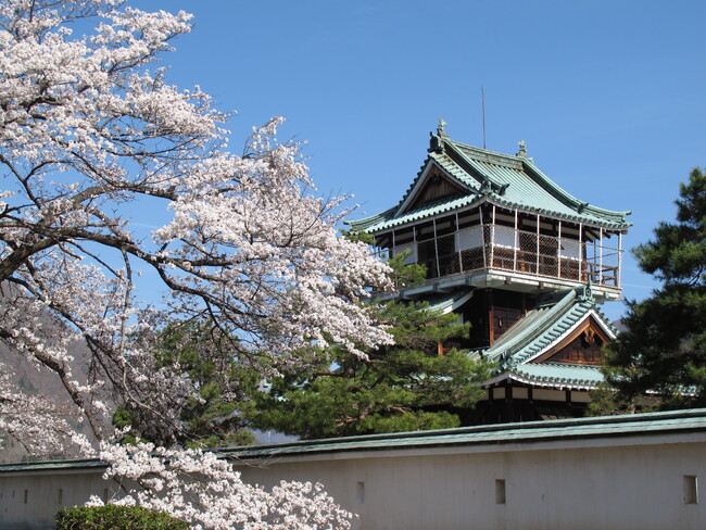 【岐阜県飛騨市】神岡城にもう一度450本の桜を!「神岡城桜守の会」が令和7年度の活動開始