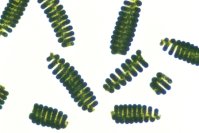 DICのスピルリナによる、環境に優しく持続可能な感染症対策への新戦略