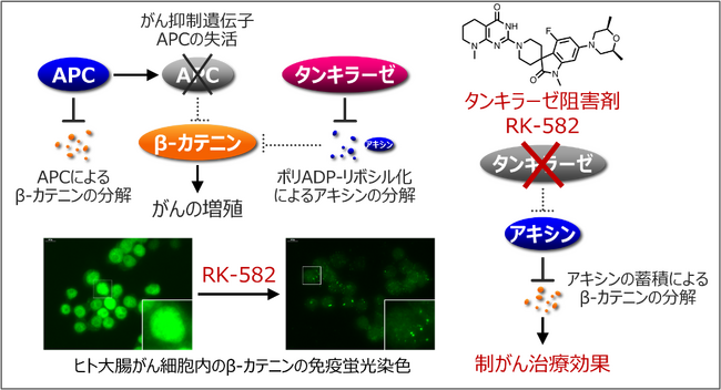 がん研・理研発 タンキラーゼ阻害剤RK-582 大腸がん患者を対象に国内初の医師主導第I相治験を開始