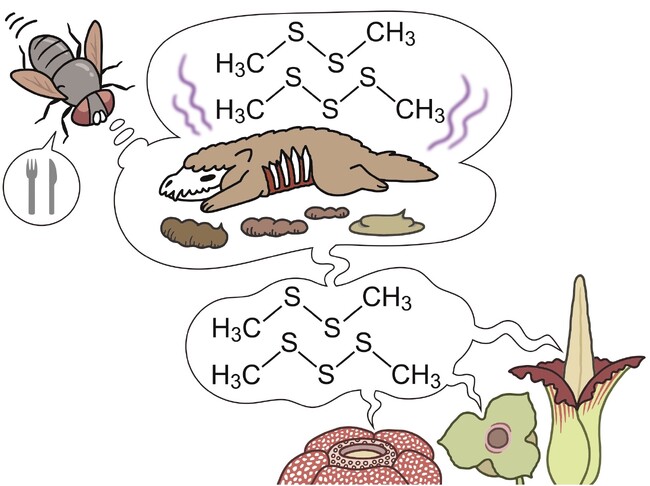 【国立科学博物館】あえて「臭く」進化した花たちのニオイを生み出す仕組みを解明-虫を呼ぶために複数の植物で収斂進化していた！-