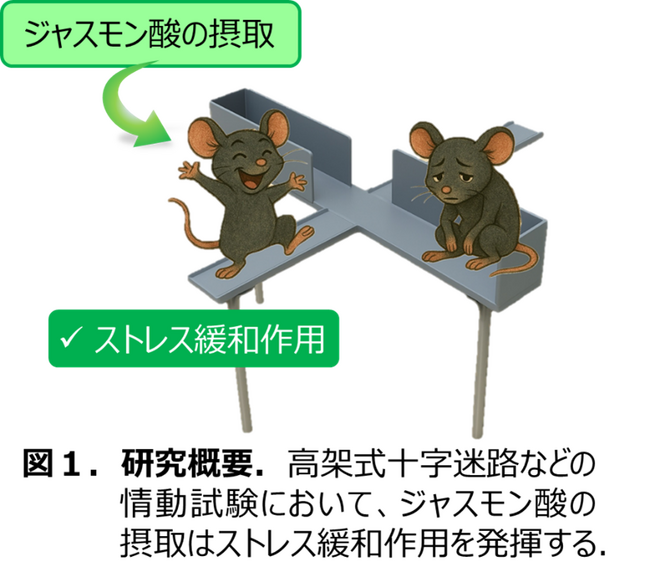 植物ホルモンとして知られていたジャスモン酸が動物で精神的ストレスの低減効果を発揮する新しいメカニズムを解明