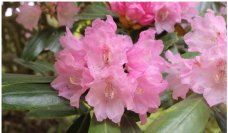 六甲高山植物園 ベストシーズン到来！花木の王様 ツクシシャクナゲが見頃です