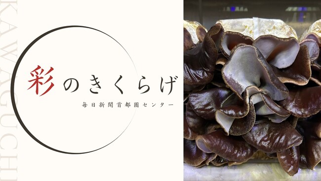 埼玉県川口市の新聞印刷工場が栽培するきくらげ ブランド名は「彩(さい)のきくらげ」に決定