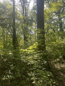 【八ッ杉和ハーブロード】散策路(クロモジの森)