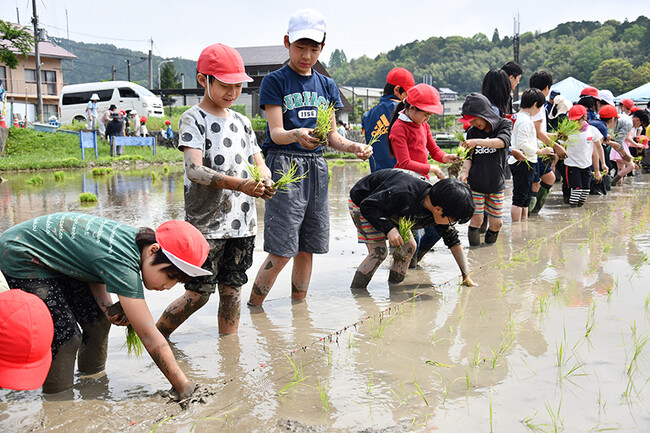 山間地域の高槻市立樫田小学校で平野部より一足早い田植え体験