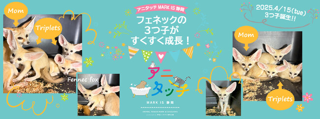 ３つ子のフェネックがすくすく成長♪