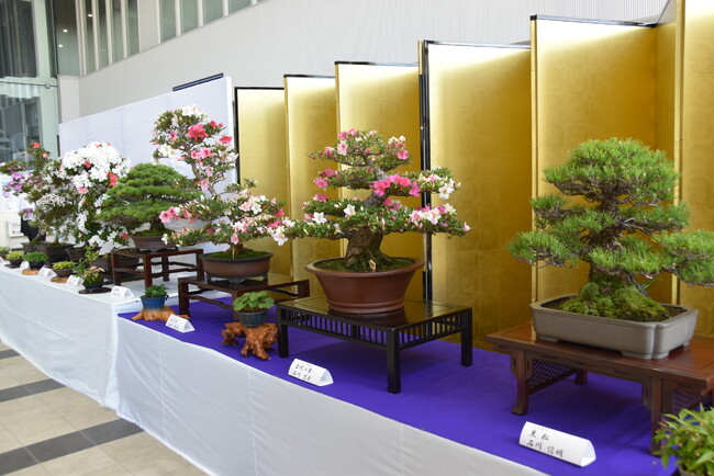 【愛知県半田市】5/19（月）～5/21（水）市の花「さつき」の展示を行います！〈半田市役所〉