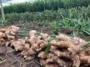 砂地栽培の畑からみずみずしい新しょうがが収穫されます(田村農園　提供)