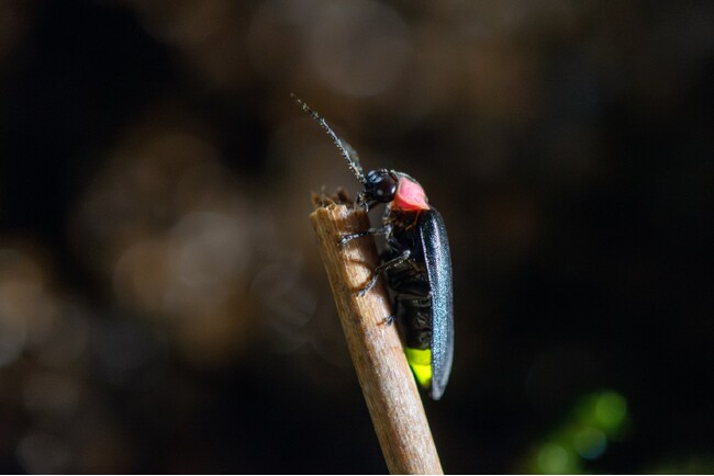 “発光”する「ヤコウタケ」・「ホタルの仲間」期間限定展示開始のお知らせ　サンシャイン水族館 特別展「真夜中のいきもの展」