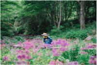 六甲高山植物園 花盛り！大群落の「クリンソウ」が見頃です