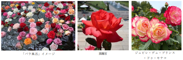 有馬温泉 太閤の湯×須磨離宮公園 コラボ企画 約1,000輪の「バラ風呂」で優雅なひとときを 5月17日（土）限定