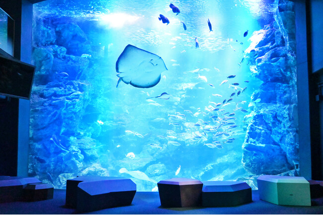 【メルキュール京都ステーション】雨の日も安心！京都水族館チケット付きでお得な宿泊プランが登場。