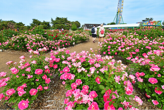 バラ まもなく見頃です（国営ひたち海浜公園）
