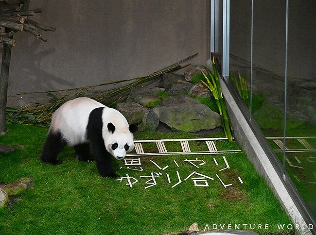 「彩浜（さいひん）」「楓浜（ふうひん）」ありがとう！「交通安全和歌山夢大使」を務めた２頭へ感謝状が贈呈されます２０２５年５月２０日（火）