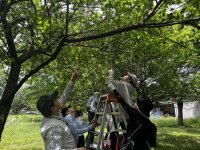 5月30日 相模女子大学オリジナル梅酒「翠想（すいそう）」梅の実の収穫を実施　11年目の梅酒づくりが今年も始動　学生・併設高等部生・教職員が産学連携プロジェクトに参加