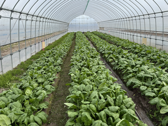 LIFULL Agri Loop、鉄触媒を活用した農業活性化プロジェクトで成果