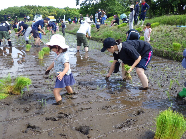 田植えから収穫まで「田んぼの学校」　そもそも知ってる?米作り　5月24日（土）〔茨城 栃木〕