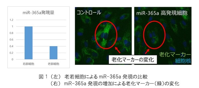 【ファンケル】マイクロRNAの一種であるmiR-365aに細胞老化抑制とコラーゲン・エラスチン産生促進作用を確認