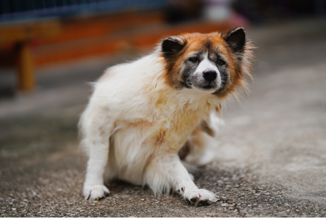 群馬県のおおとね動物病院で「犬の皮膚科特別診療」が受診可能に(四季の森どうぶつクリニック)