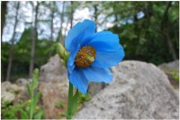 六甲高山植物園 世界中のあこがれの高山植物！秘境の花「ヒマラヤの青いケシ」が開花