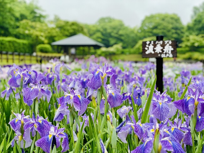 やまと花ごよみ2025「にぎわいマルシェin馬見花菖蒲」を開催します！