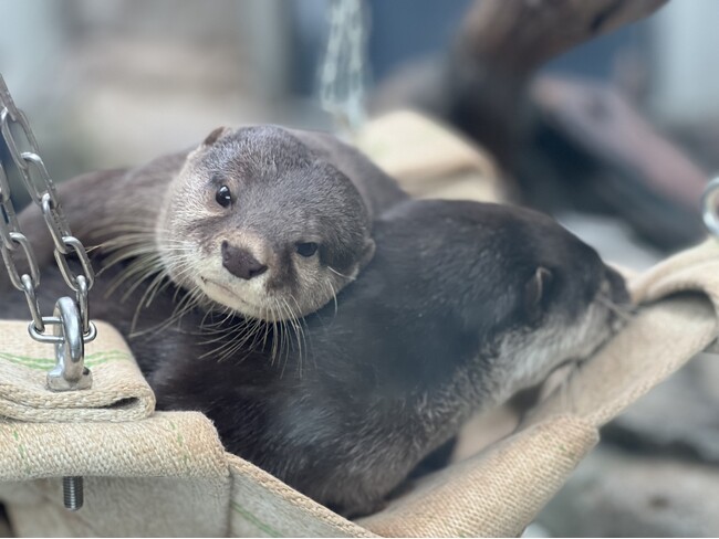 アトア世界カワウソの日2025開幕！
