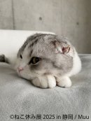 ねこ休み展 展示作品：Muu