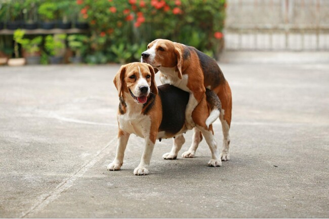 犬がマウンティングするのはなぜ?やめさせる方法も解説!