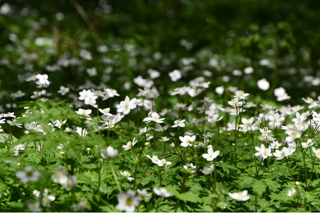 【飛騨高山・岐阜県高山市】森に広がる白い絨毯─幻想的な“サンカヨウ”と“ニリンソウ”が見ごろを迎えています