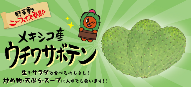 さわやかな酸味が特徴！サラダに！炒め物に！綿半から新しい「野菜」のご提案！世界が注目の食用サボテンを５月24日新発売