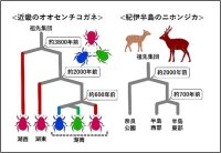 神戸女学院大学の高木俊人専任講師らによる研究グループが近畿地方のニホンジカとオオセンチコガネの集団動態比較に基づく仮説を提唱 ― 奈良公園の宝石はシカ集団の孤立・断片化によって生まれた！？