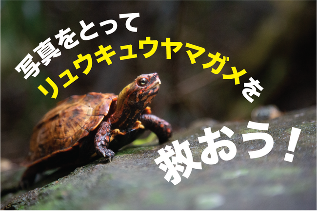 世界カメの日! 絶滅危惧種のカメを救うため、沖縄の皆さんに市民科学のご協力を