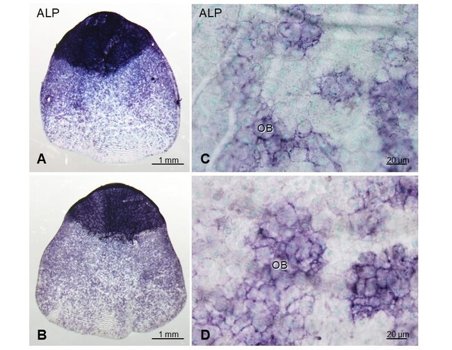 宇宙実験の基盤となる実験