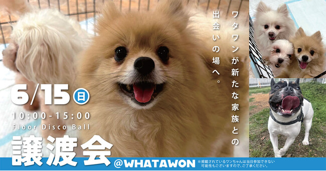 【保護犬譲渡会】WHATAWONが架け橋に。何気ない出会いが、かけがえのない時間になる――6月15日開催