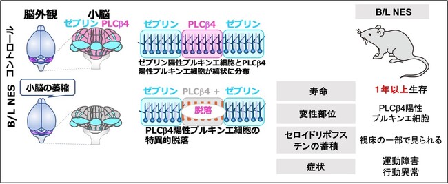 神経組織におけるカテプシンBおよびLの欠損は小脳萎縮を引き起こす