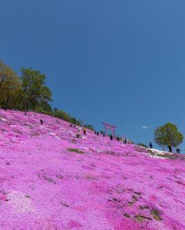 ひがしもこと芝桜公園
