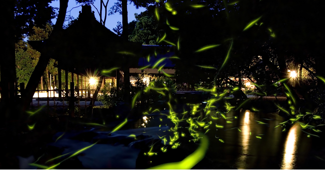 期間限定 「京都の四季を味わう神山湧水珈琲会」～初夏の蛍と夜カフェ～体験催事を開催