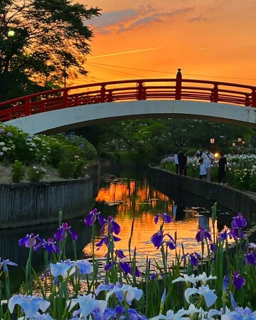 【賀茂しょうぶ園】愛知県内で最大規模!豊橋市の初夏風景が味わえる「花しょうぶまつり」を開催!