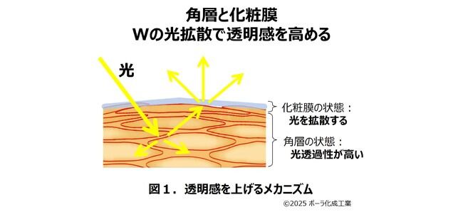 黒鉛とダイヤモンドの違いから着想　透明感を達成する製剤技術