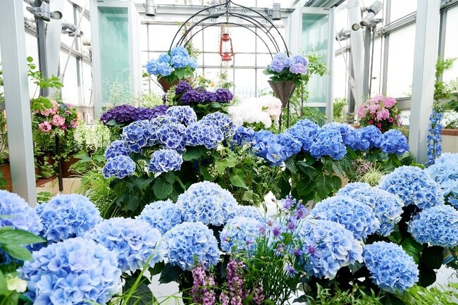 ファンケル 銀座スクエアで「あじさいガーデン2025」を開催！