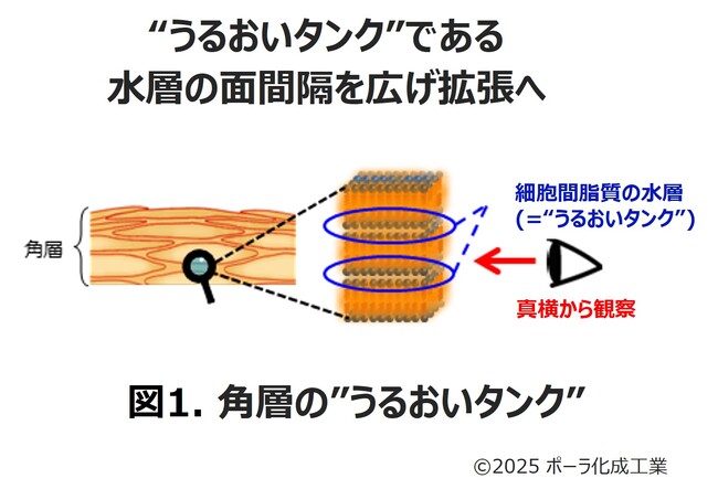 肌の