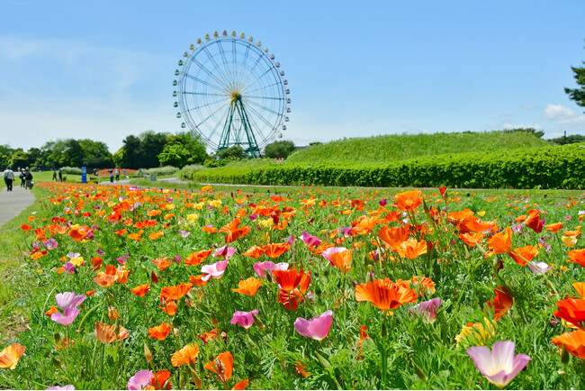 カリフォルニアポピー「バレリーナ」が まもなく見頃です（国営ひたち海浜公園）