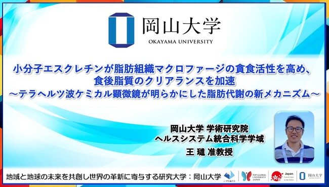 【岡山大学】小分子エスクレチンが脂肪組織マクロファージの貪食活性を高め、食後脂質のクリアランスを加速～テラヘルツ波ケミカル顕微鏡が明らかにした脂肪代謝の新メカニズム～