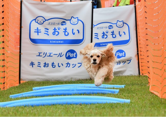 2日間で143組のワンちゃんとペットオーナーさんが参加する白熱した大会に！パンツタイプのおむつをはいたワンちゃんと一緒に参加するミニトラップレース『エリエールPet キミおもいカップ』を初開催