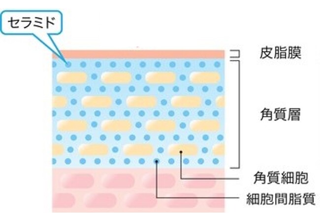 石油系界面活性剤不使用のセラミド配合化粧水開発に成功
