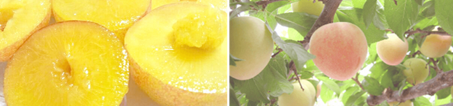 “わずか10日間の奇跡”幻のフルーツ「ハニーローザ」が6月上旬より出荷開始｜熊本県玉東町は生産量全国一位