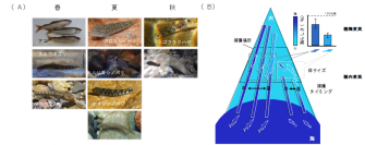海と川を行き来する魚は「海らしさ」を失いながらも海由来の物質を川へ届ける -- 摂南大学